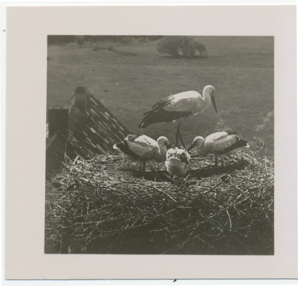 Ostpreußen, Weißstörche im Nest