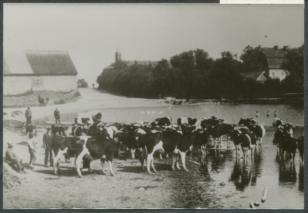 Groß Samrodt, Kuhherde am Teich