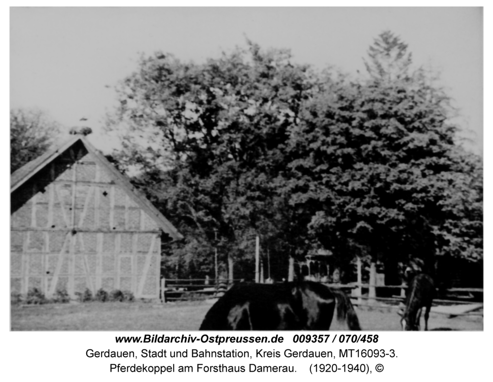 Gerdauen, Pferdekoppel am Forsthaus Damerau