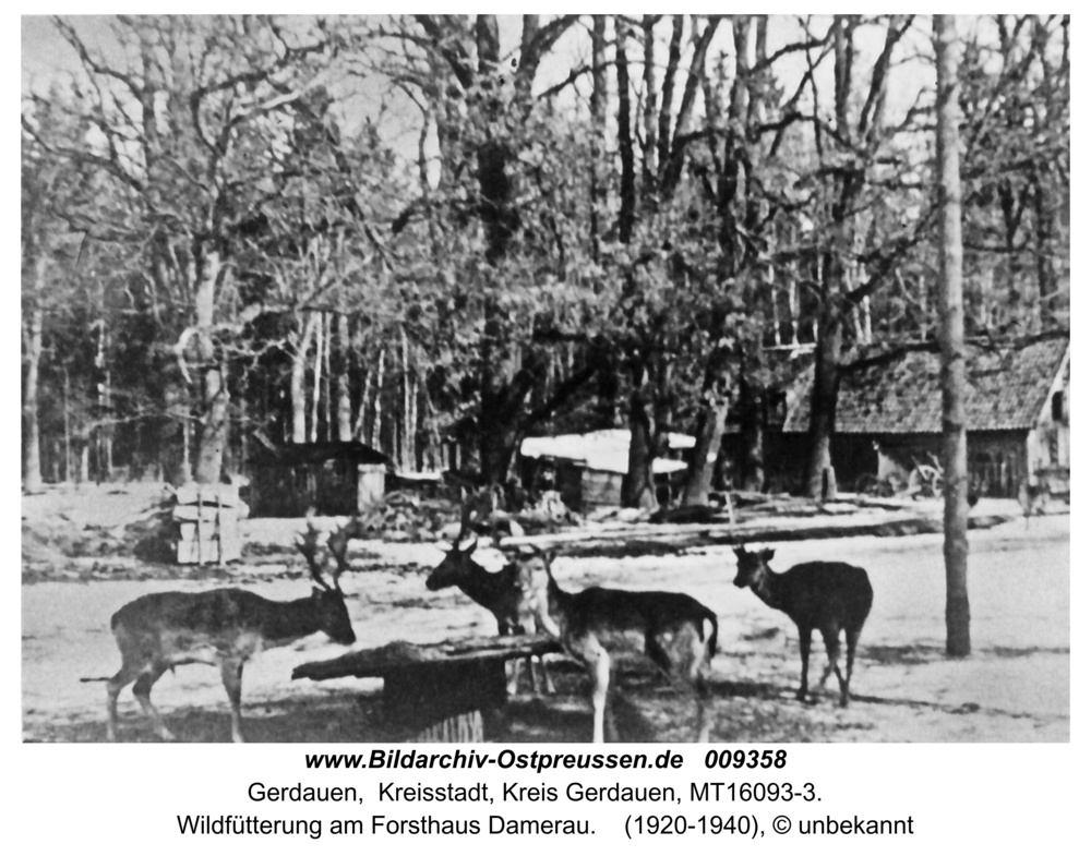 Gerdauen, Wildfütterung am Forsthaus Damerau