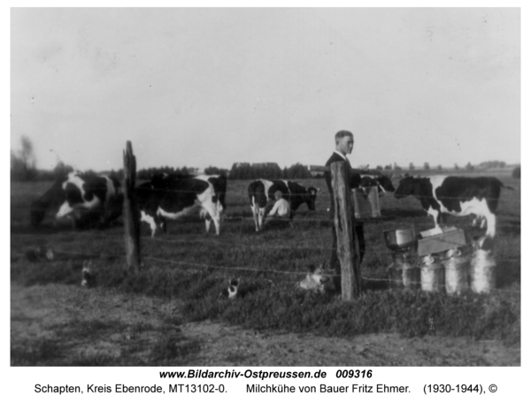 Schapten, Milchkühe von Bauer Fritz Ehmer