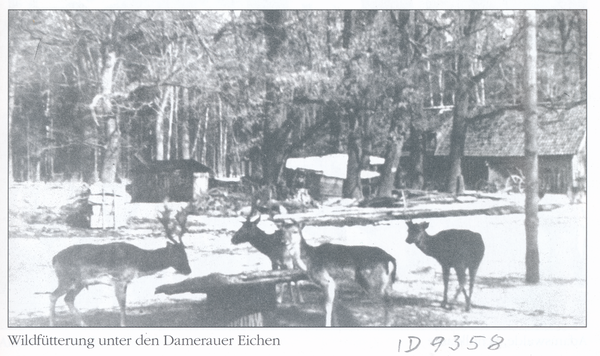 Gerdauen, Wildfütterung am Forsthaus Damerau