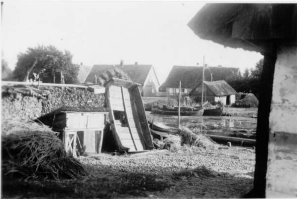 Inse, Zwiebeln sind zum Trocknen ausgelegt