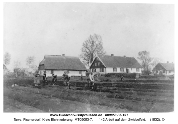 Tawe, 142 Arbeit auf dem Zwiebelfeld