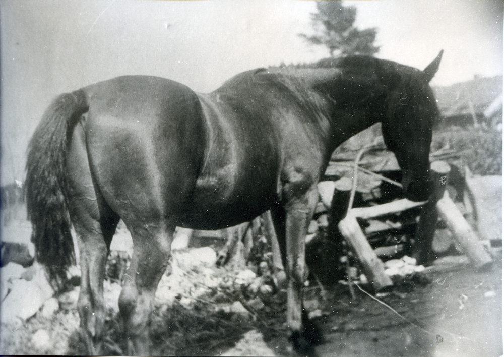 Barsen, Hof Grohnert, Arbeitspferd auf dem Hof