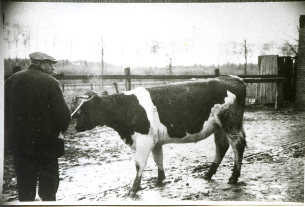 Barsen, Hof Grohnert, Jungvieh