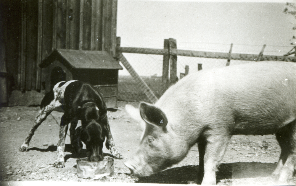 Barsen, Hof Grohnert, Hund und Schwein am Futternapf