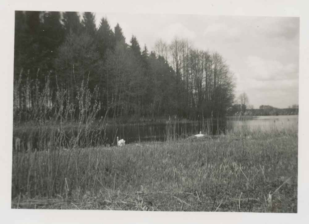 Truntlack, Schwäne auf dem Großen Teich