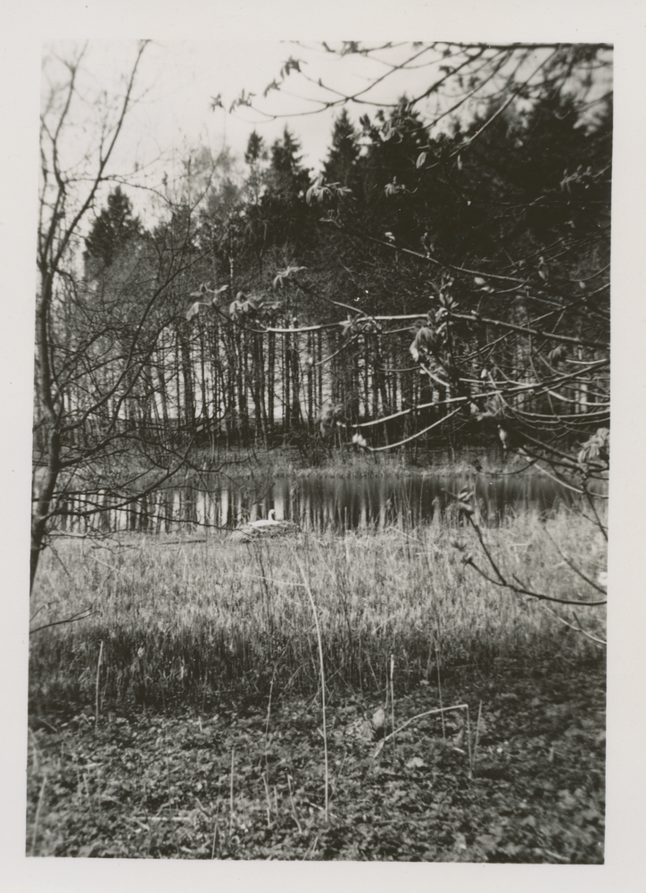 Truntlack, Schwäne auf dem Großen Teich