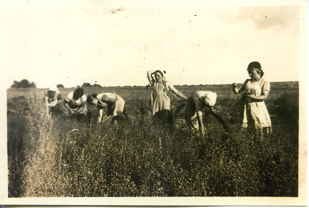 Worwegen, Arbeitsmaiden auf dem Feld von Bauer Rautenberg bei der Flachsernte