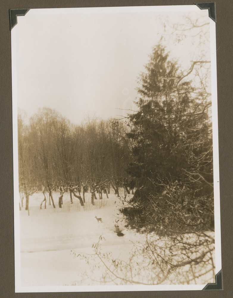 Truntlack, Winterwald mit kleinem Reh