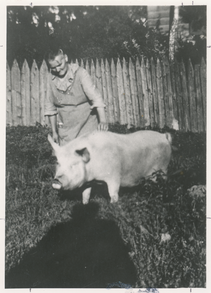 Schewecken, Auguste Krause, geb. Michalski mit Schwein