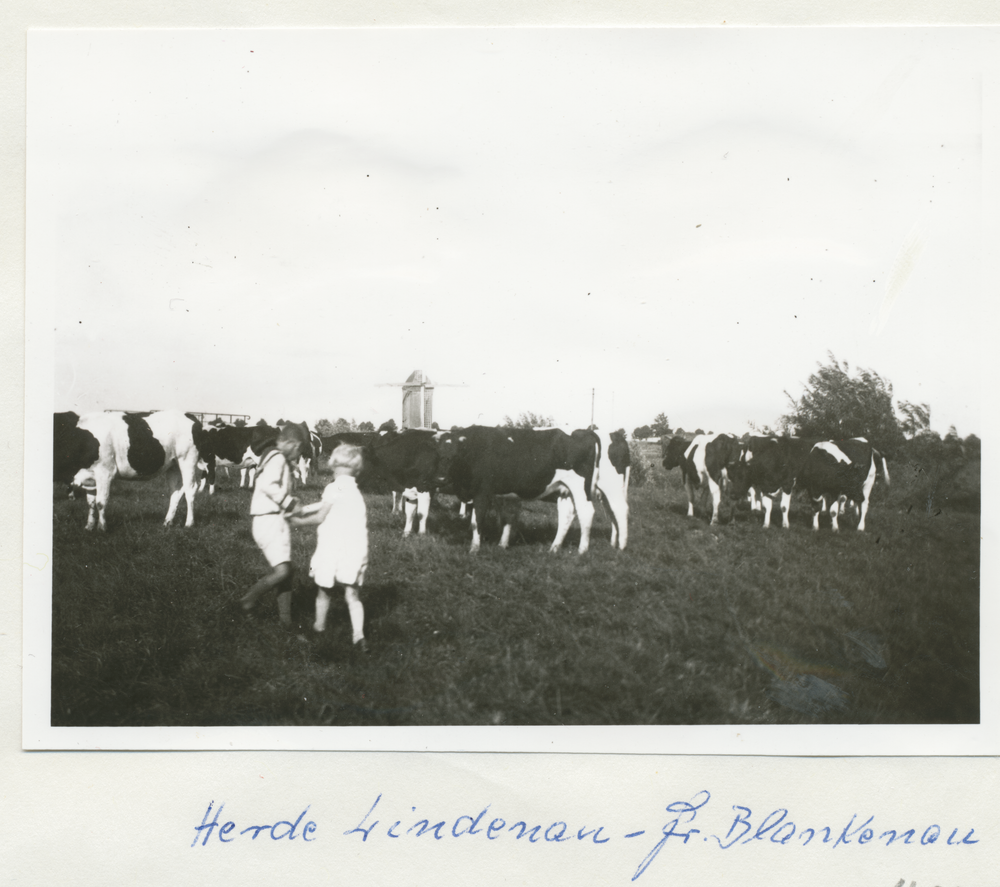 Blankenau, Gut, Hof Lindenau, Kuhherde auf der Weide, glückliche Kinder, Windmühle