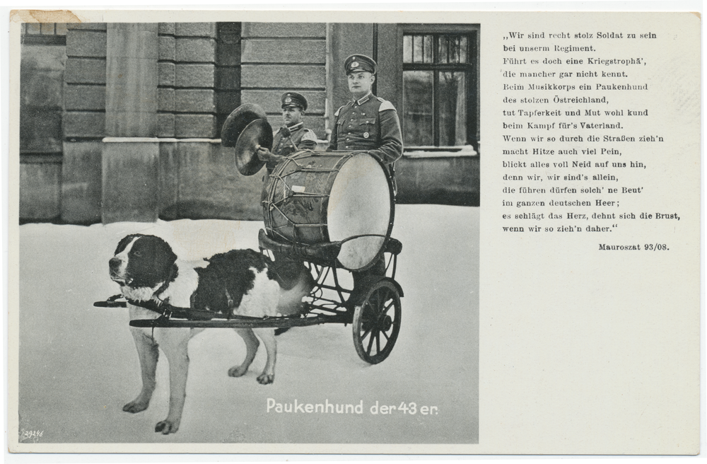 Königsberg (Pr.), Paukenhund des 43er Regimentes