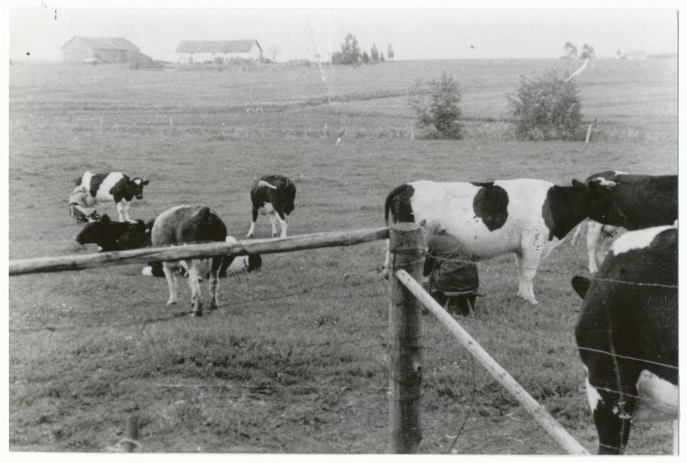 Ernsthof Kr. Preußisch Eylau, Beim Kühe Melken, Hintergrund Hof Rehse