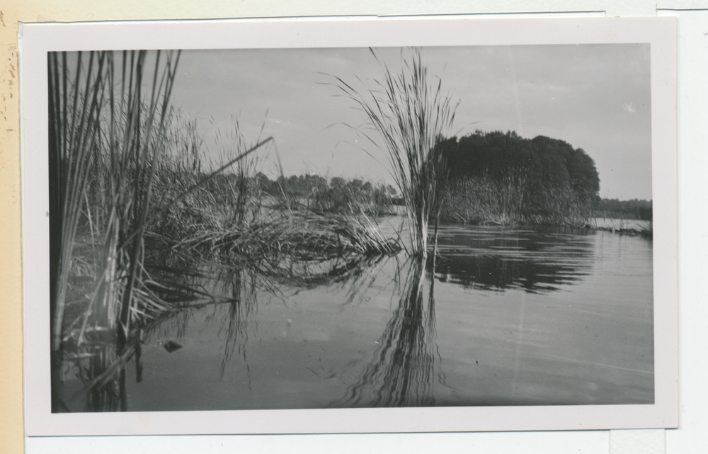 Truntlack, Rossensee, Blick auf die Insel