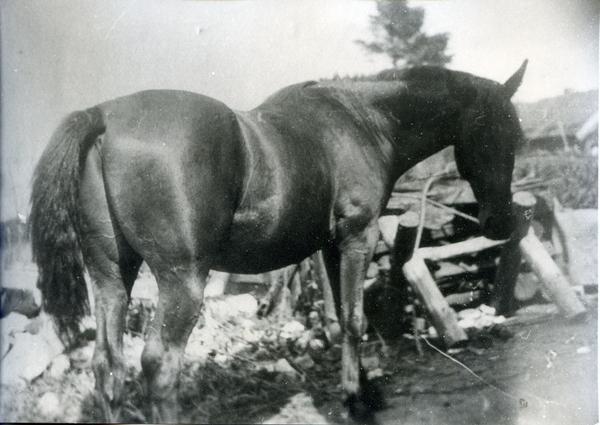 Barsen, Hof Grohnert, Arbeitspferd auf dem Hof