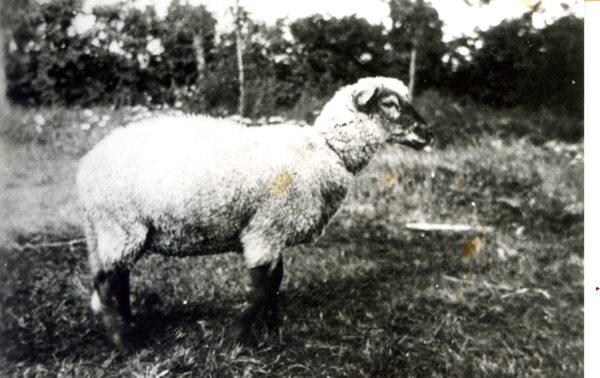 Barsen, Hof Grohnert, Jungschaf