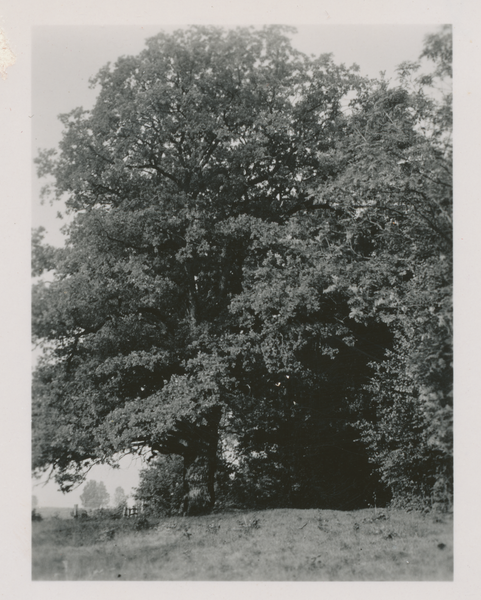 Truntlack, Alte Eiche am Großen Wald