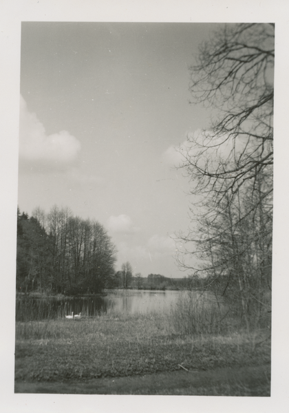 Truntlack, Schwäne auf dem Großen Teich