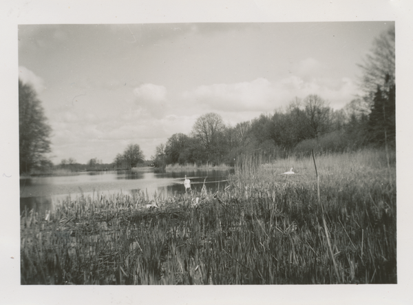 Truntlack, Schwäne auf dem Großen Teich