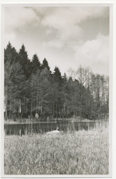 Truntlack, Schwäne auf dem Großen Teich