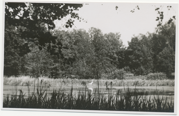 Truntlack, Schwäne auf dem Großen Teich