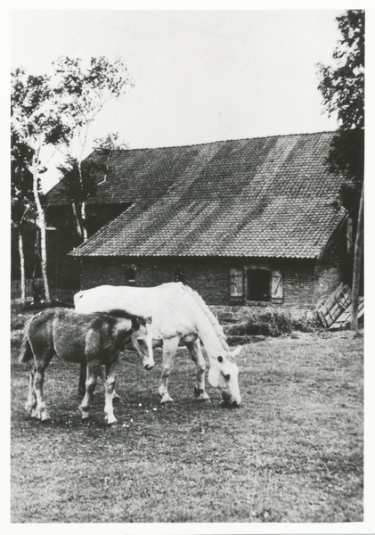 Storchnest Kr. Preußisch Eylau, Hof Wegner, Stute und Fohlen