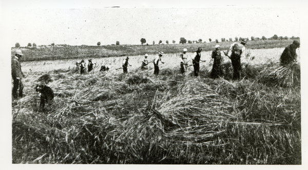 Ludwigsort, Ernte bei Ludwigsort