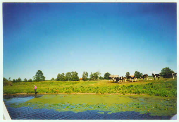 Möwenort (Разино), Am Großen Friedrichsgraben, Idyll mit Mummeln, Angler und Kühen