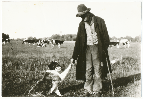 Tharau, Hirt Wilhelm Kohn mit Hund und Kuhherde