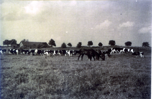 Korschelken, Vorwerk