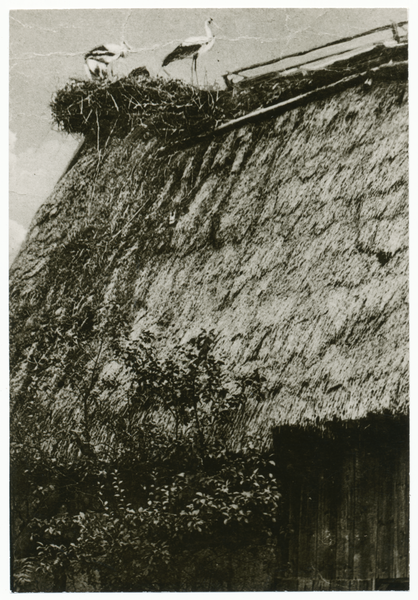 Tharau, Altes Haus mit Strohdach und Störche im Nest