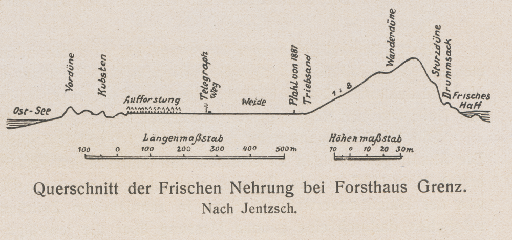 Frische Nehrung, Querschnitt der Frischen Nehrung bei Forsthaus Grenz, nach Jentzsch