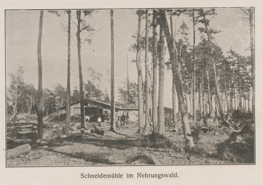 Frische Nehrung, Schneidemühle im Nehrungswald