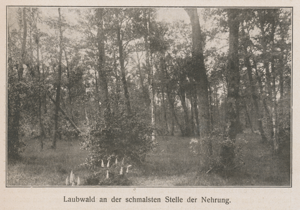 Frische Nehrung, Laubwald an der schmalsten Stelle der Nehrung