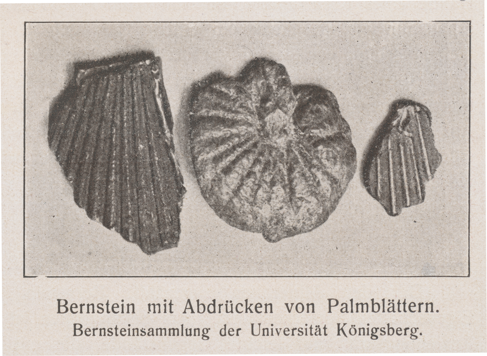 Königsberg (Pr.), Bernsteinsammlung der Universität, Bernstein mit Abdrücken von Palmblättern