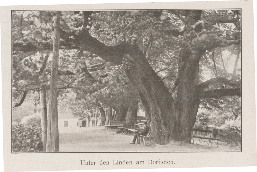 Rauschen Kr. Samland,  Unter den Linden am Dorfteich