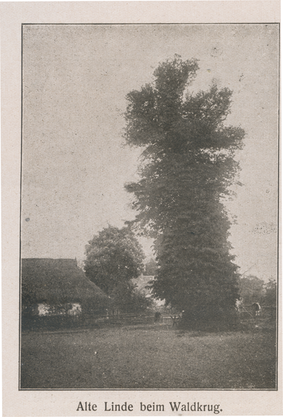 Neuhäuser, Alte Linde beim Waldkrug