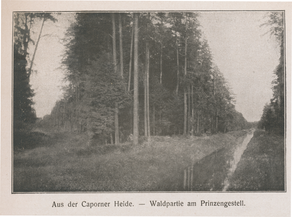 Kaporn, Waldpartie am Prinzengestell in der Kaporner Heide