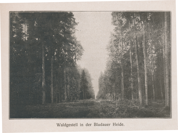 Bludauer Heide, Kreis Samland, Waldgestell