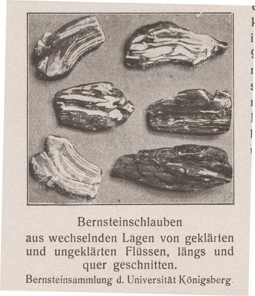 Königsberg (Pr.), Bernsteinsammlung der Universität,   Bernsteinschlauben