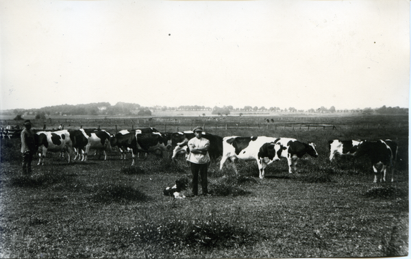 Bladiau, Milchviehherde von Willy Wiechert