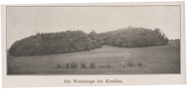 Krattlau, Weinberge