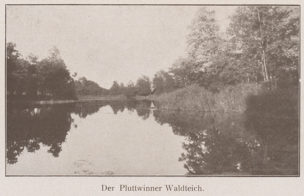 Pluttwinner Waldteich