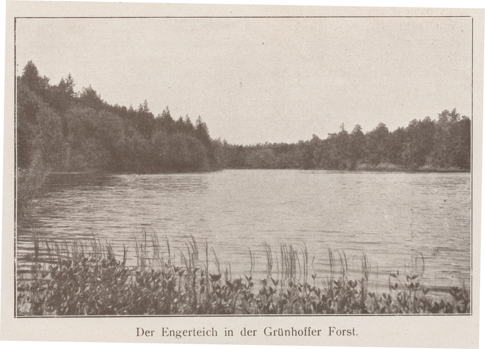 Grünhoff, Der Engerteich im Grünhoffer Forst