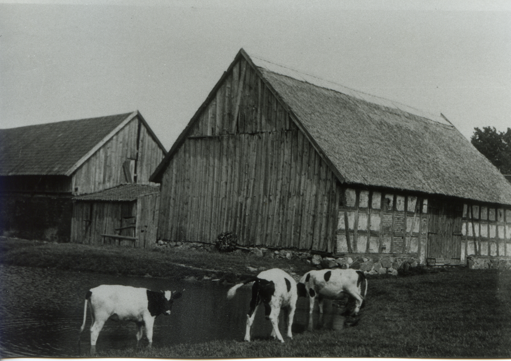 Königsdorf Kr. Heiligenbeil, Bauernhaus Kaesler, Scheunen und Vieh