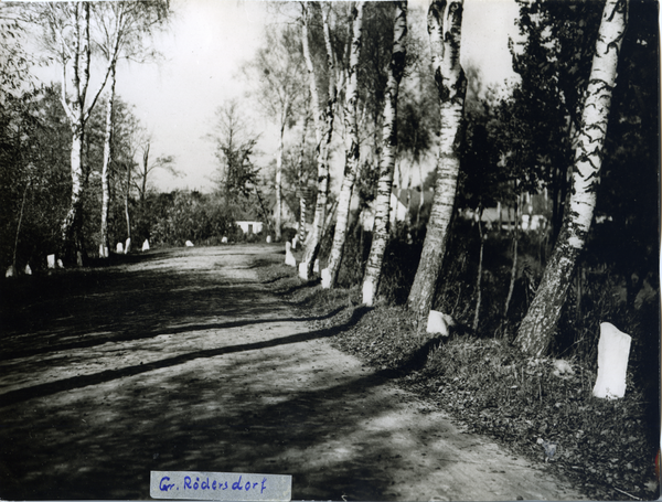 Groß Rödersdorf, Birkenallee von der Autobahn Richtung Jarftbrücke