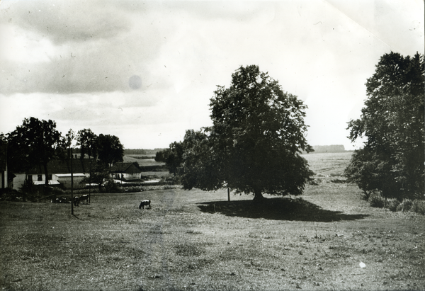 Groß Rödersdorf, Runde Linde, zum Dorf hin gesehen