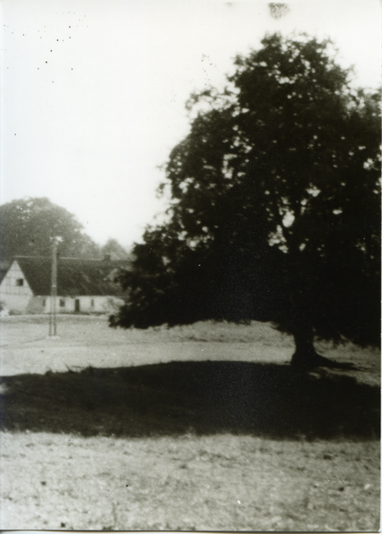 Groß Rödersdorf, Gut,  Alte, große Linde im Weidegarten